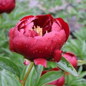 Paeonia 'Buckeye Belle' ---